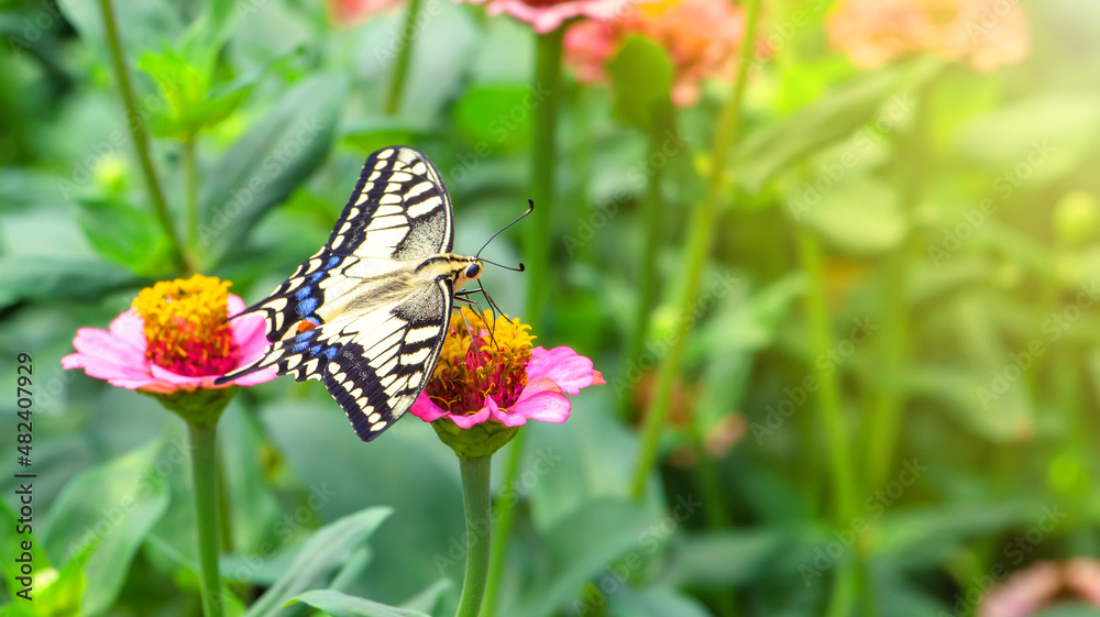 A large beautiful butterfly Papilio machaon. A large beautiful butterfly Papilio machaon.