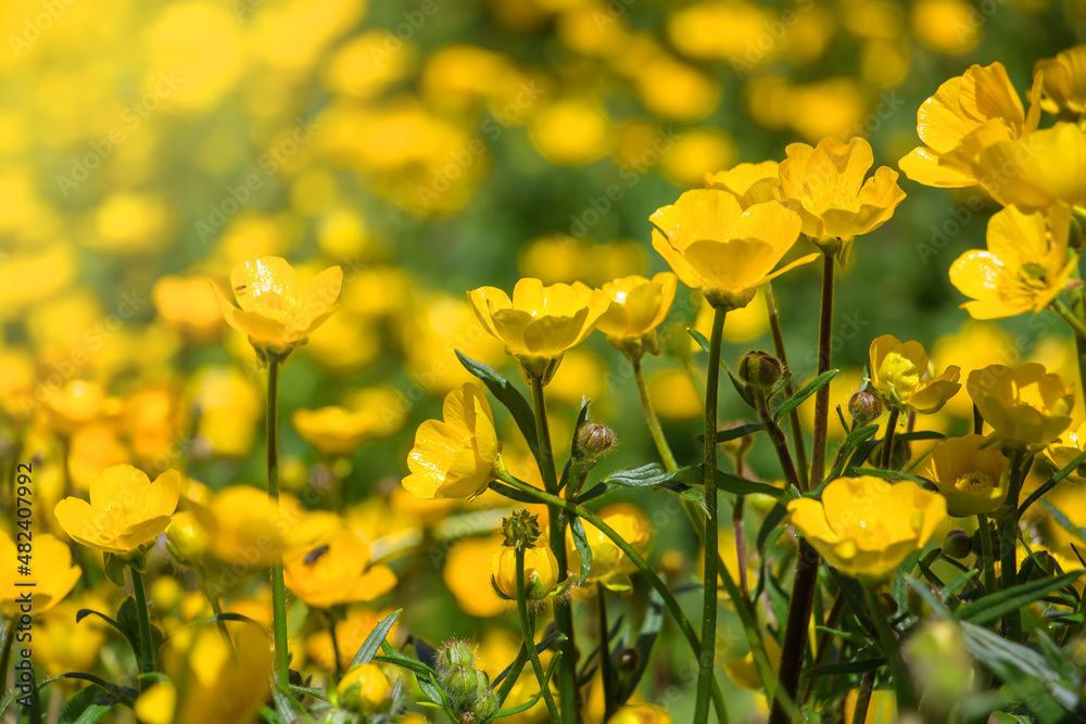 Meadow of yellow buttercup flowers.