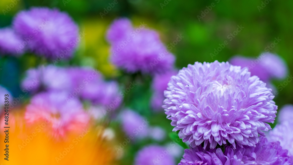 Peony Aster. Colorful image of flowers with a blurry background Peony Aster. Colorful image of flowers with a blurry background