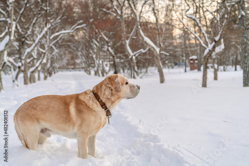adorable fawn Labrador in winter on a walk in the park