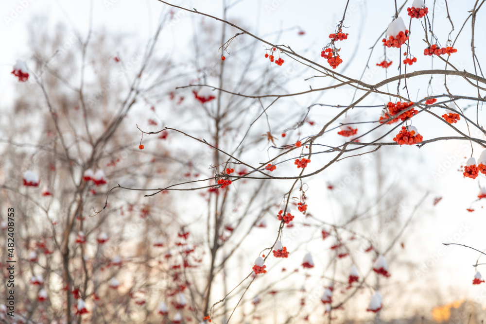 red rowan bush with berries in winter in the snow