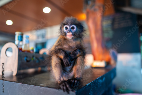 Photography Young Dusky leaf monkey or spectacled leaf monkey is sitting in beach cafe , Tha