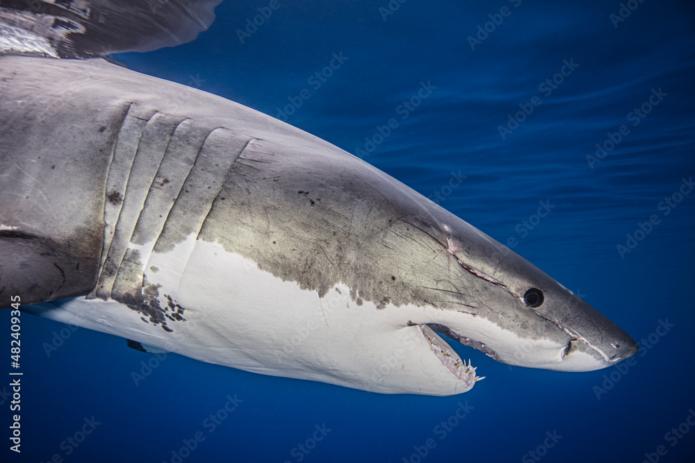 custom made wallpaper toronto digitalMexico, Guadalupe Island, Great white shark(Carcharodon carcharias)in sea