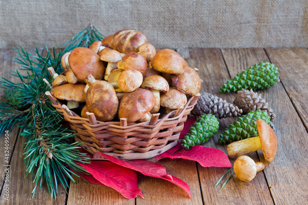 Delicious edible wild mushrooms Suillus granulatus in a wicker basket on a wooden table