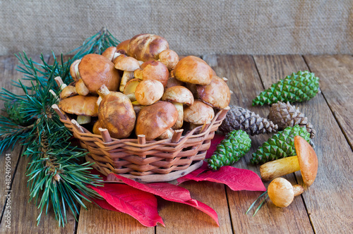 Delicious edible wild mushrooms Suillus granulatus in a wicker basket on a wooden table photo