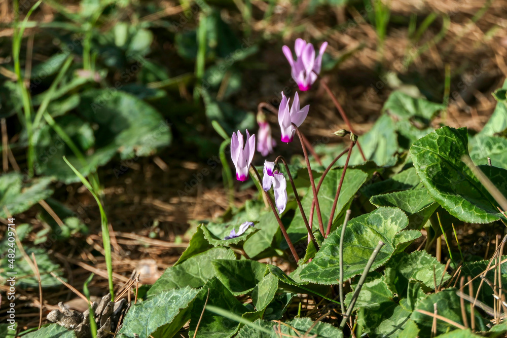 Pink flowers and buds of Cyclamen closeup on a blurred background of green grass. selective focus Pink flowers and buds of Cyclamen closeup on a blurred background of green grass. selective focus