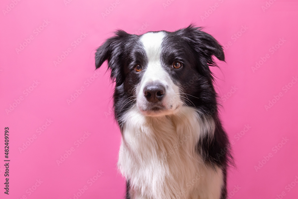 Funny portrait of cute puppy dog border collie isolated on pink colorful background. Cute pet dog. Pet animal life concept
