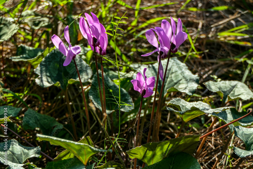 Pink flowers and buds of Cyclamen closeup on a blurred background of green grass. selective focus