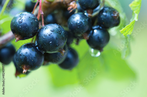 Black currant berries in dew drops on a bush in the summer garden.