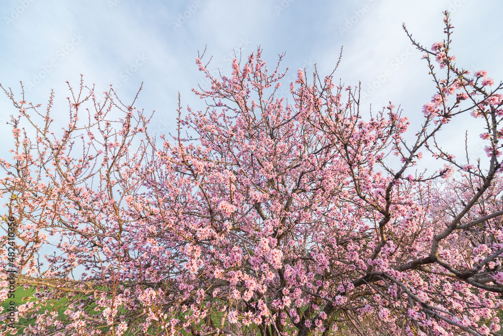 Blooming tree with pink flowers in grassy valley Blooming tree with pink flowers in grassy valley