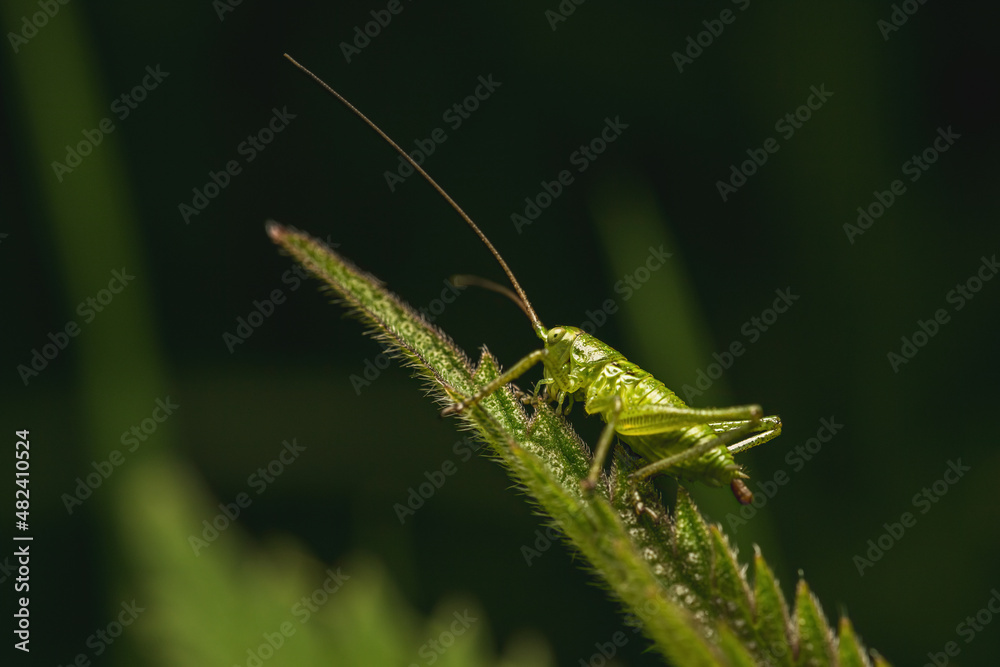 A macro shot of a green grasshopper doing its big business (pooping). A macro shot of a green grasshopper doing its big business (pooping).