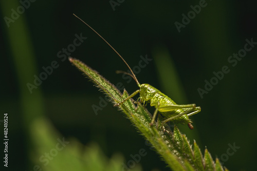 A macro shot of a green grasshopper doing its big business (pooping).