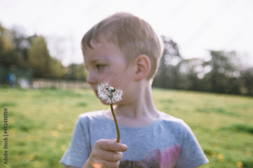 Boy (18-23 months)�holding dandelion�in field Boy (18-23 months)�holding dandelion�in field