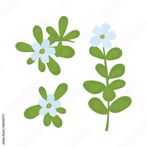 Bacopa monnieri. Stem, leaves, flower.