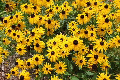 Photography flower, yellow, 해바라기, 네이처, flower, 여름, 들판, 해바라기, 식물, 뜰, 블로섬, 미, 꽃, 경작, 개화, 봄, 똑똑