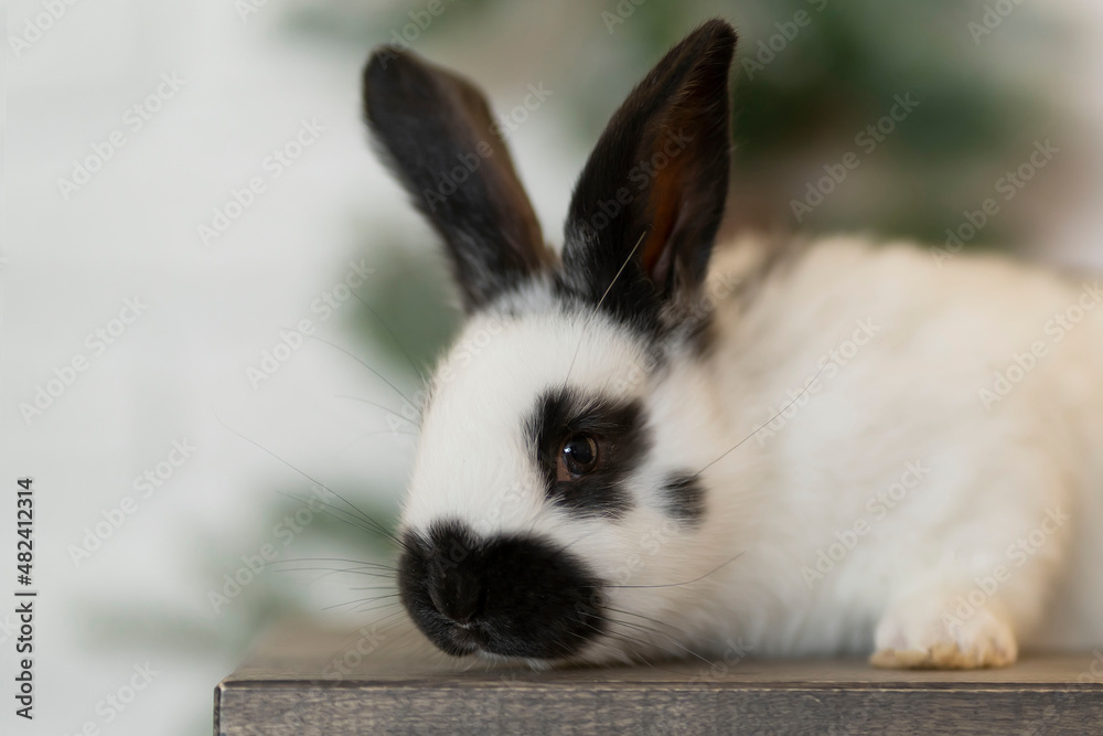 White rabbit on the background of a window and a Christmas tree White rabbit on the background of a window and a Christmas tree