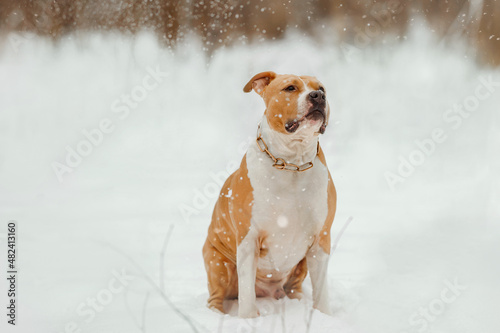 Fototapeta Naklejka Na Ścianę i Meble -  Portrait of a American Staffordshire Terrier in winter. Dog looks at the falling snow and snowflakes.