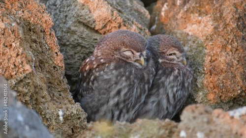 Little owl Athene noctua. Two birds are resting next to the burrow. Evening background. 4k photo