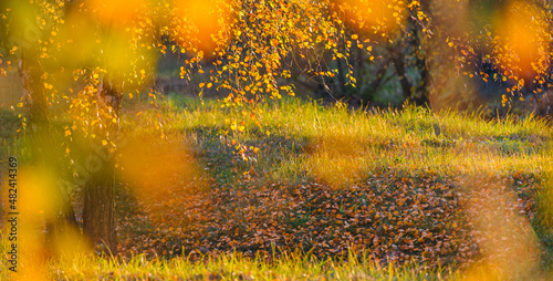Golden birch forest. Panoramic view. Green, orange, yellow, red leaves, close-up. Autumn background with leaves and golden sun lights, natural bokeh. Fall nature landscape with copy space, banner.