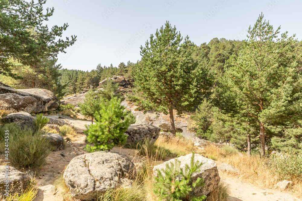 Ecological and sustainable ecosystem surrounded by rocks and pine trees