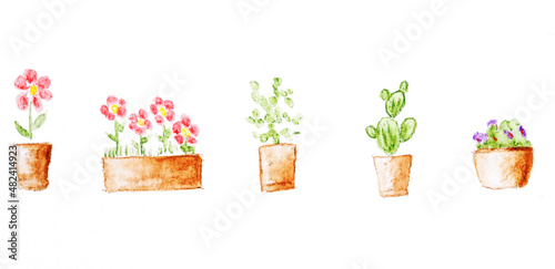 set of flowers in pots drawing pencil watercolor