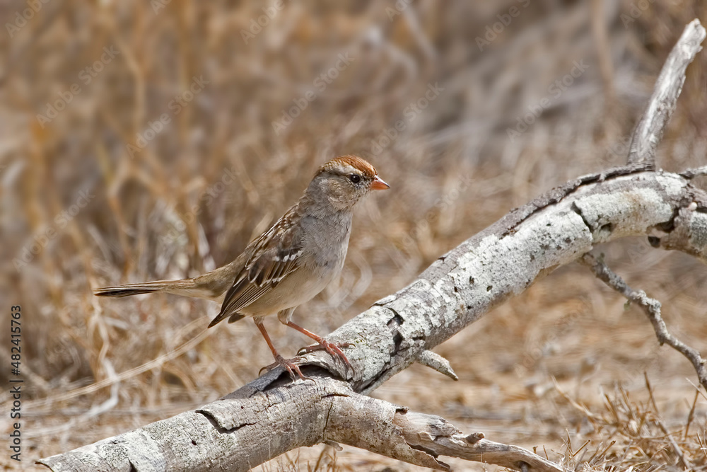 Fototapeta premium Juvenile White-crowned Sparrow, Zonotrichia leucophrys, perched on a log