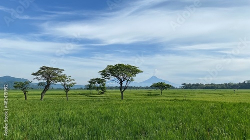 The stunning view of Nanggulan rice fields on the outskirts of Yogyakarta, Indonesia, is an attraction for rural tourism destinations. photo