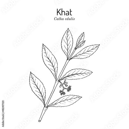 Khat or qat Catha edulis , medicinal plant © foxyliam
