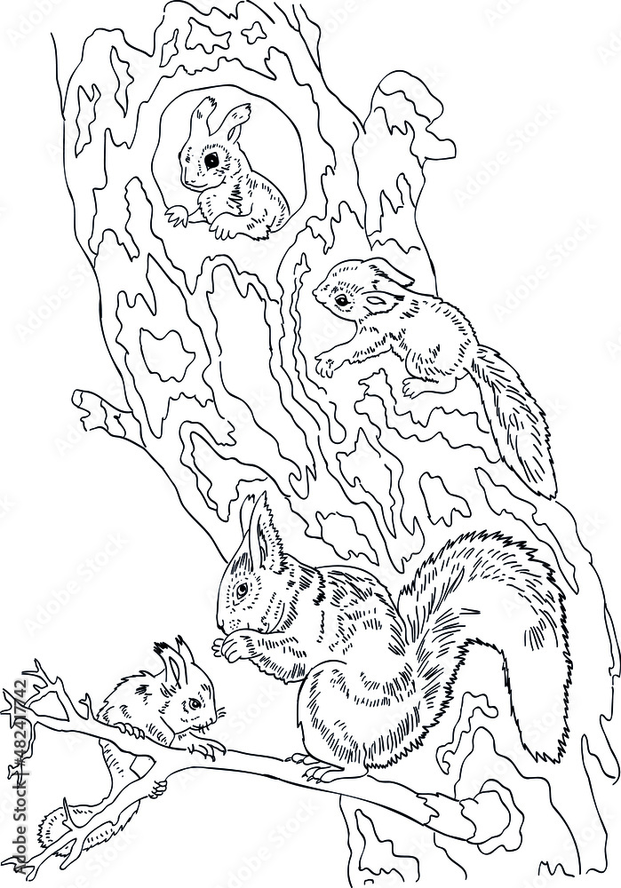 Fototapeta premium childrens coloring book squirrel and baby squirrels vector