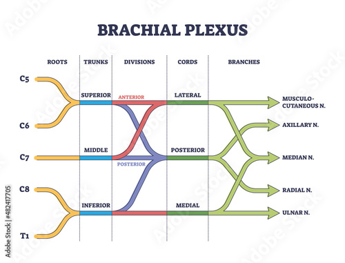 Brachial plexus shoulder nerves network medical division outline concept. Labeled educational scheme with roots, trunks, divisions, cords and branches with neurology explanation vector illustration. photo
