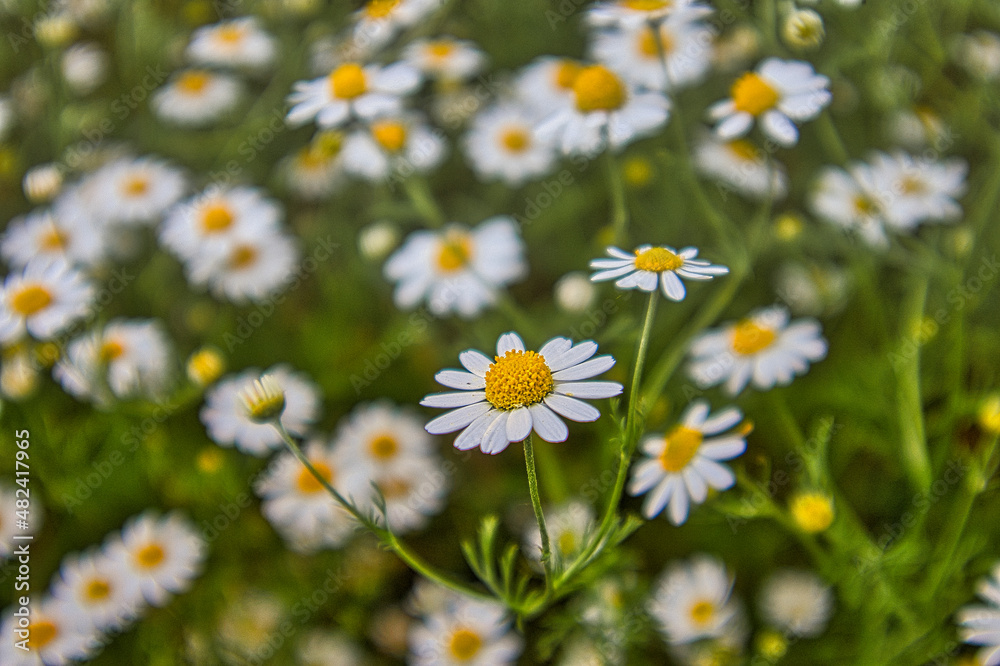 Margariten Feld, Blumen im Sommer, Thüringen, Deutschland Margariten Feld, Blumen im Sommer, Thüringen, Deutschland