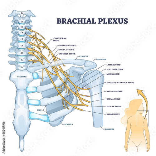 Brachial plexus network of nerves in the shoulder structure outline concept. Labeled educational skeletal scheme with neurology graphic vector illustration. Human nervous system corde or trunk example photo