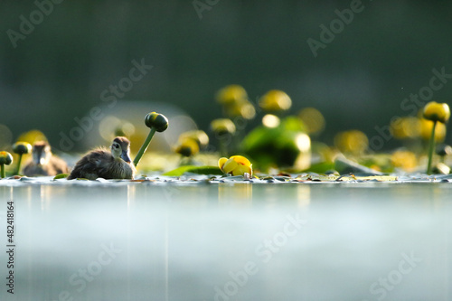 Duckling Moving Through the Lily Pads