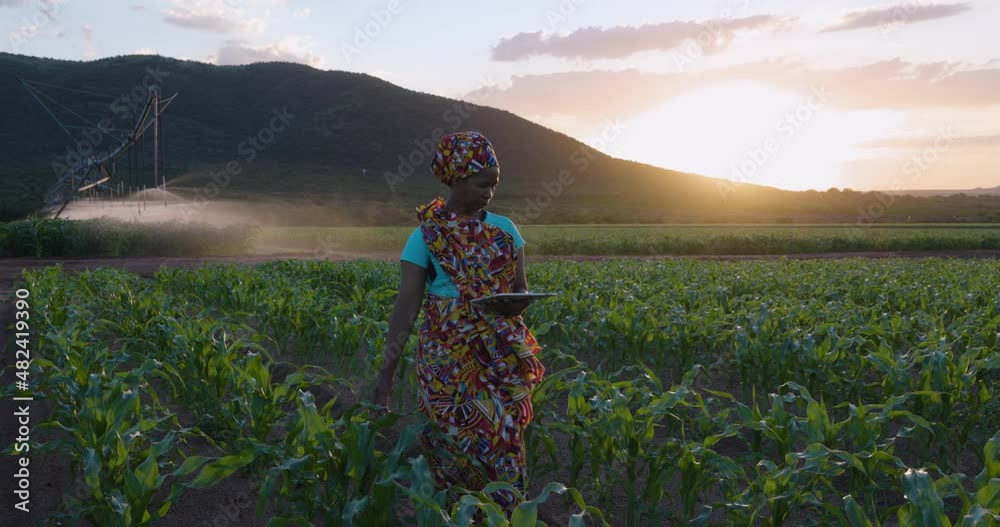 Close-up. Black African woman farmer in traditional clothing using a digital tablet monitoring a large corn crop. Irrigation in background