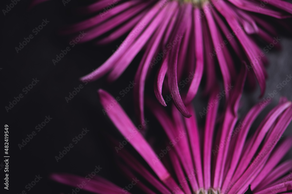 Obraz premium Chrysantheme rosa/lila, close up, Lila Touch