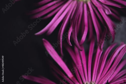 Chrysantheme rosa/lila, close up, Lila Touch