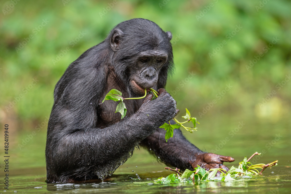 Bonobo eats grass while standing in the water. Democratic Republic of the Congo. Africa.