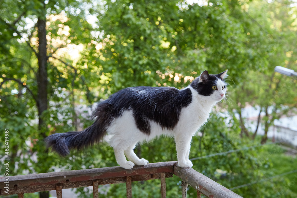 Funny black and white cat sitting closeup on balcony railing of apartment and looking watching down outside street in summer or spring day