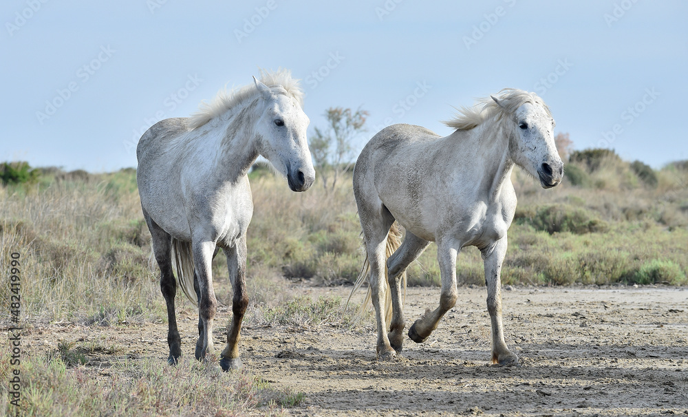 White Camargue Horses on the natural background. Camargue. France White Camargue Horses on the natural background. Camargue. France