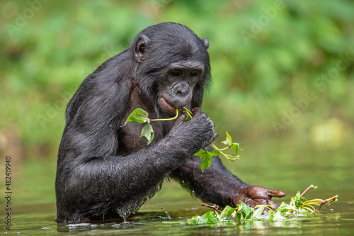 Bonobo eats grass while standing in the water. Democratic Republic of the Congo. Africa. photo