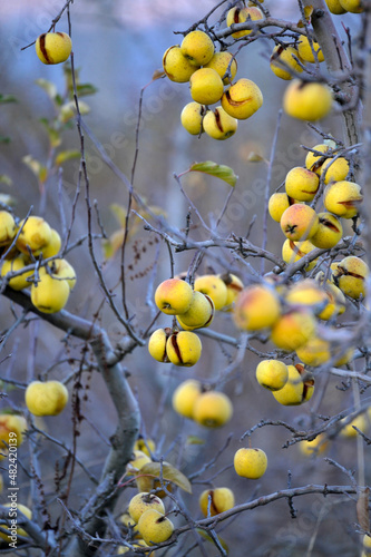 Not harvested Ripe Apples in an abandoned Orchard in december