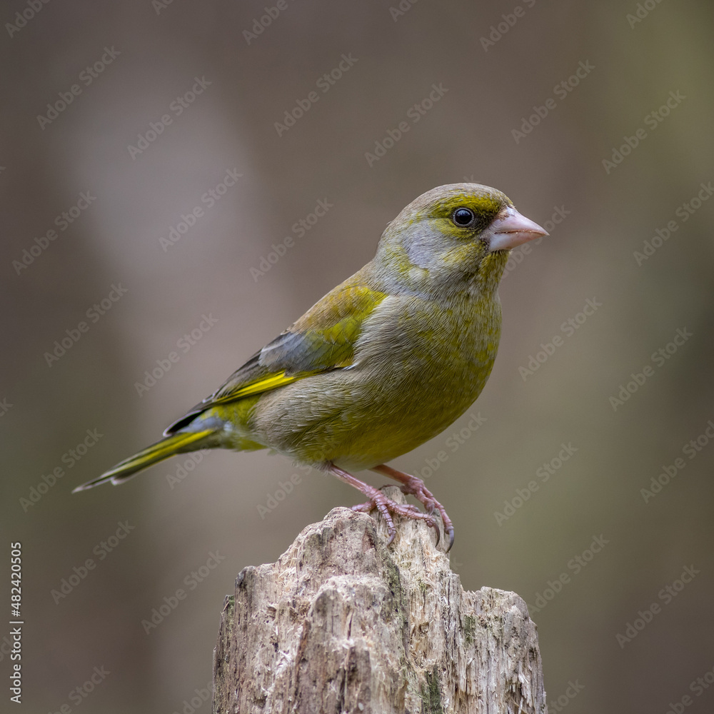Obraz premium Greenfinch (Chloris chloris)
