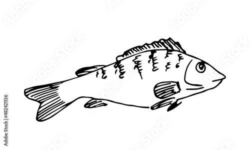 Simple abstract hand-drawn vector black outline drawing. Freshwater fish perch isolated on white background. Ink sketch.