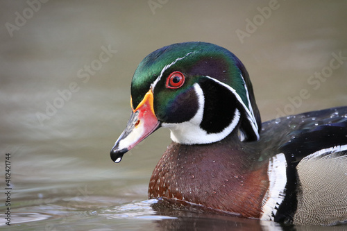 Male Wood Duck Showing its Colors