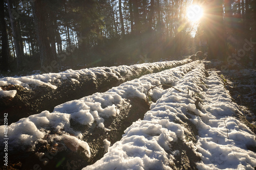 tree trunks inwinter forest with snow photo