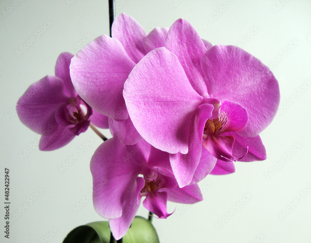 pink orchids on a white background pink orchids on a white background