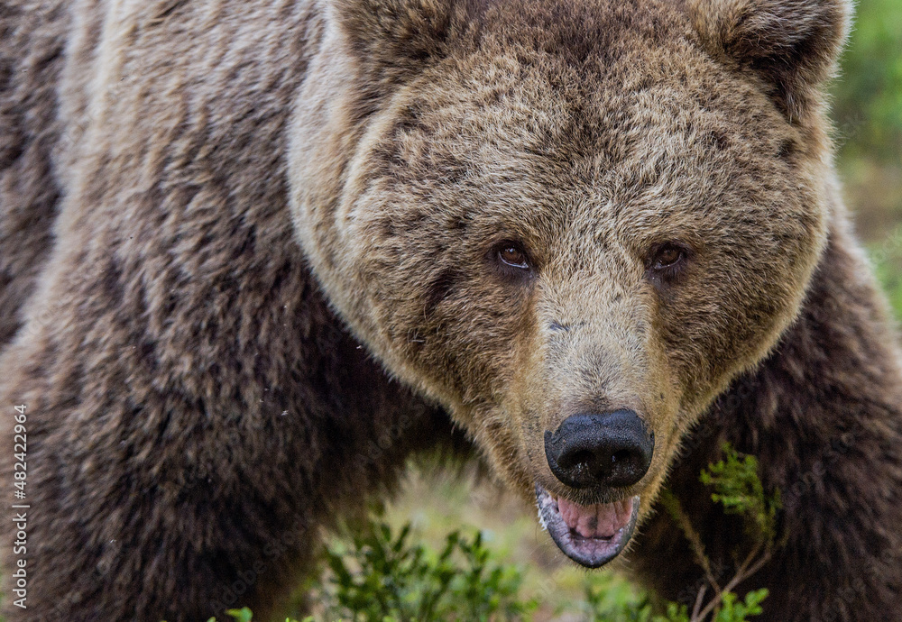 Big Adult Male of Brown bear.  Front view, close up.  Scientific name: Ursus arctos. Summer forest. Natural habitat.