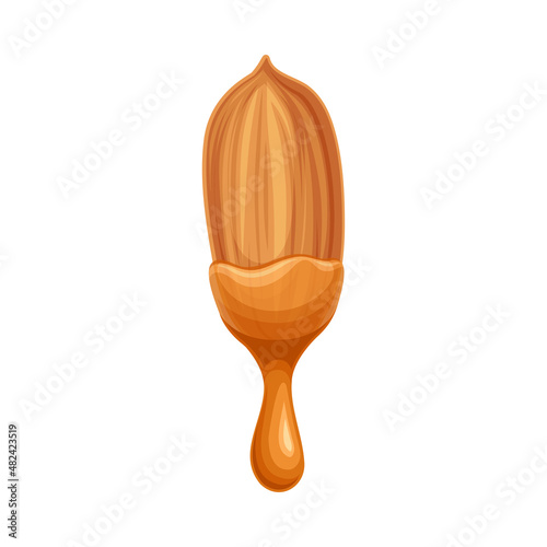 Nut with liquid melted milk chocolate. Nutritious natural sweet dessert vector illustration
