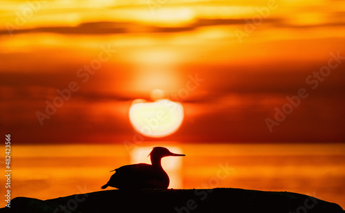 The silhouette of a Red-breasted merganser  on the stone. The red-breasted merganser (Mergus serrator). Red sunset sky background.  Ladoga Lake. Russia photo