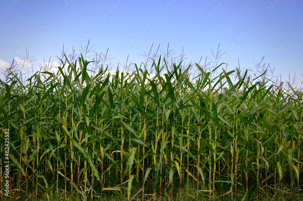 ready-to-harvest corn, raw material for biofuels ready-to-harvest corn, raw material for biofuels
